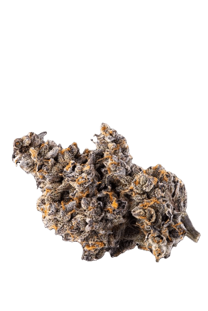 NICE 26/1 GE Gelatti