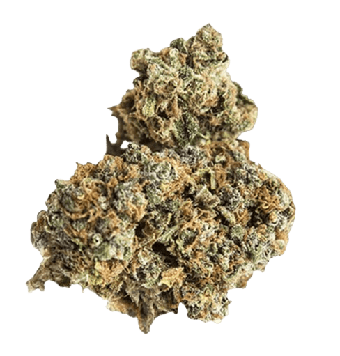 NICE 29/1 BL Black Lime