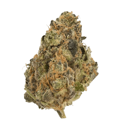 Origine Nature GG 21/1 Golden Gauth