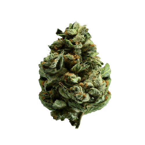 Tilray THC 15 Spotlight Porto Mango