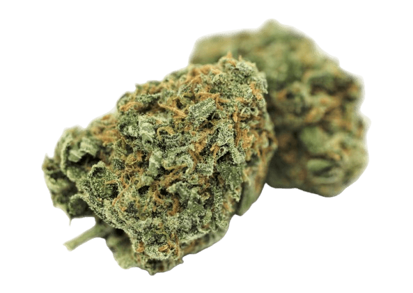 Tilray THC 18 Spotlight Porto Jack Herer