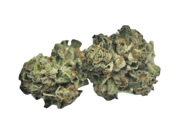 Tilray THC 18 Spotlight Vancouver Rockstar