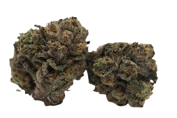 Tilray THC22 Spotlight Porto Biscuit Rntz I