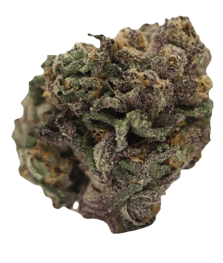 Tilray THC22 Spotlight Porto Biscuit Rntz I