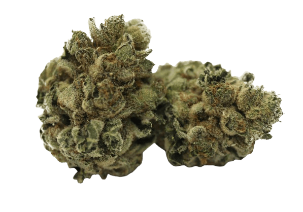 Tilray THC22 Spotlight Porto Frosted Cherry Cookies